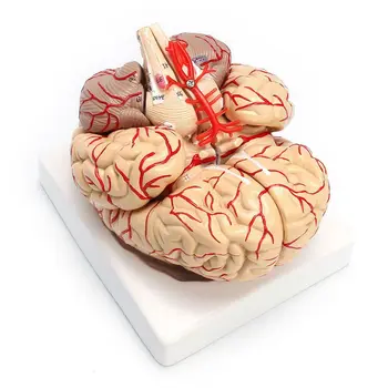NEW-1: 1 Life Size Human Anatomical Brain Pro Dissection Organ Teaching Model Изображение